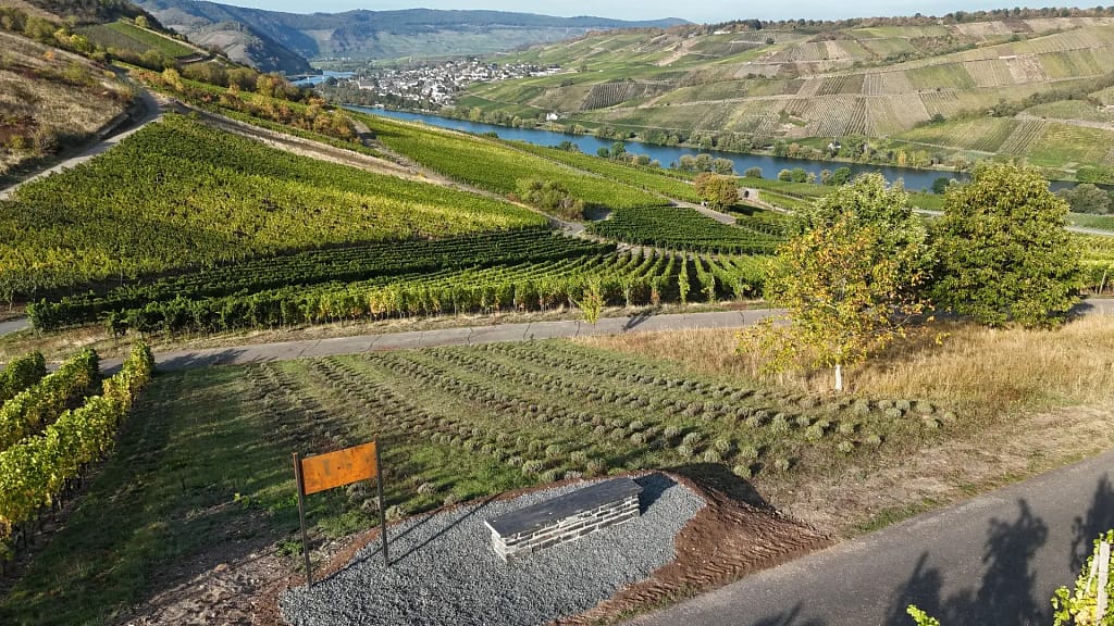 Luftaufnahme der Lavendeloase Lila Dreieck auf der Acht mit Sitzplatz, Weinbergen und Mosel.