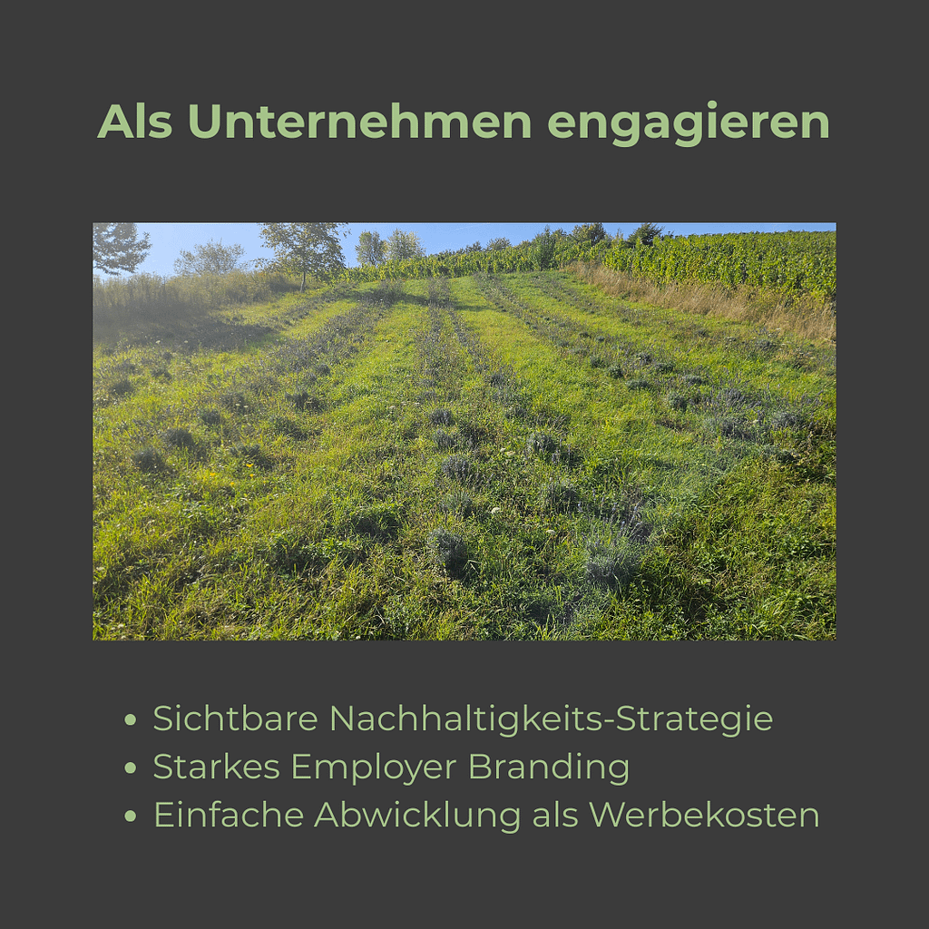 Kachel „Für Unternehmen“ mit Foto einer Lavendel-/Blühfläche im Weinberg; Stichpunkte: sichtbare Nachhaltigkeits-Strategie, starkes Employer Branding, einfache Abwicklung als Werbekosten.