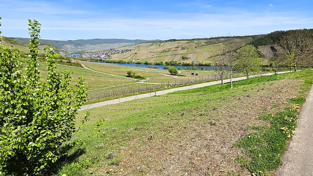 Frisch bepflanztes Lavendelfeld im Frühjahr mit Blick auf das Moseltal, Weinberge und eine kleine Ortschaft – Teil der Lila Lavendel Linie im Rahmen des LAVELAL-Projekts.