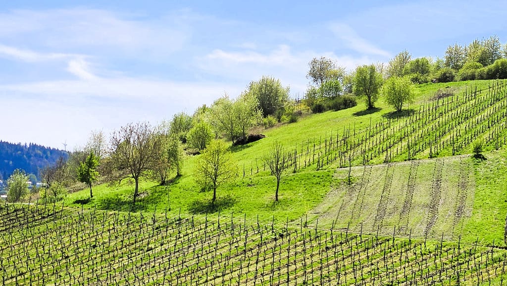 Ehemaliger Weinberg an der Mosel mit renaturierter Fläche für eine Lavendel-Patenschaft – Blick auf das Projekt „Auf der Acht“ von LAVELAL.