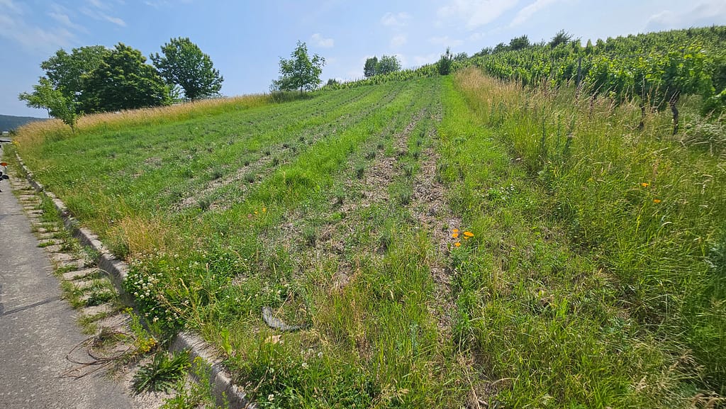 Blick auf das angelegte Lavendelfeld „Lila Dreieck auf der Acht“ in Hanglage bei Trittenheim – junge Lavendelpflanzen in Reihen, umgeben von Wiesen und Weinbergen.