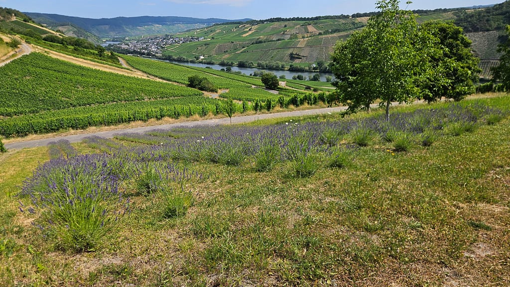 Junge Lavendelpflanzen am Moselhang mit Blick auf Weinberge, Mosel und Ortschaft