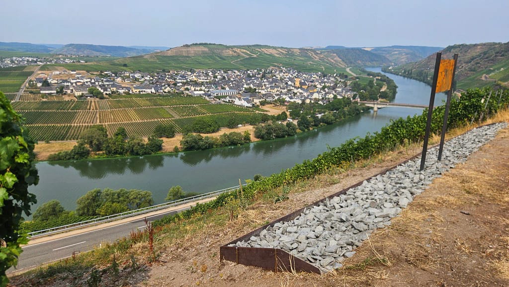 Blick vom Lavendelfleck in der Apotheke über den Hang auf die Mosel, eine Ortschaft und Weinberge.