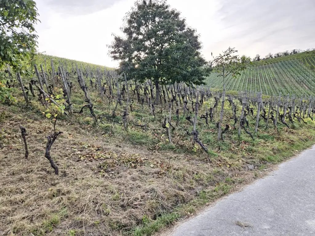 Ehemalige Weinbergsbrache an der Mosel mit kahlen Rebstöcken und verwildertem Boden – Fläche vor der Umgestaltung im Rahmen des LAVELAL-Naturschutzprojekts.
