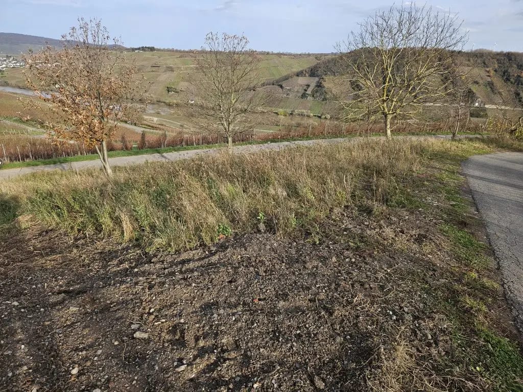Verwelkte Wildblumenwiese im Spätherbst an der Mosel mit kahlen Bäumen und Blick über das Flusstal – natürlicher Rückzug der Pflanzen im Jahreslauf des LAVELAL-Projekts.