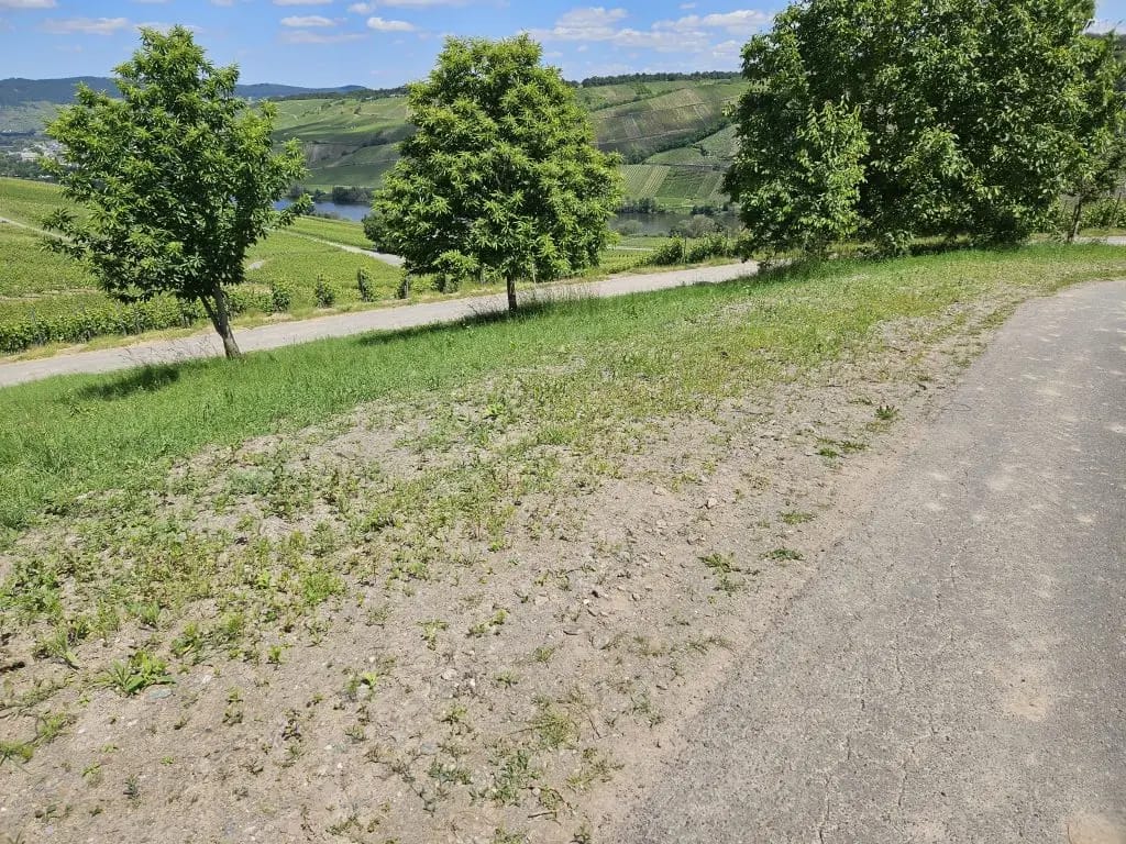 Eingesäte Brache oberhalb der Mosel mit jungen Keimlingen und Blick auf grüne Weinberge – Beginn einer ökologischen Umgestaltung durch das LAVELAL-Projekt.