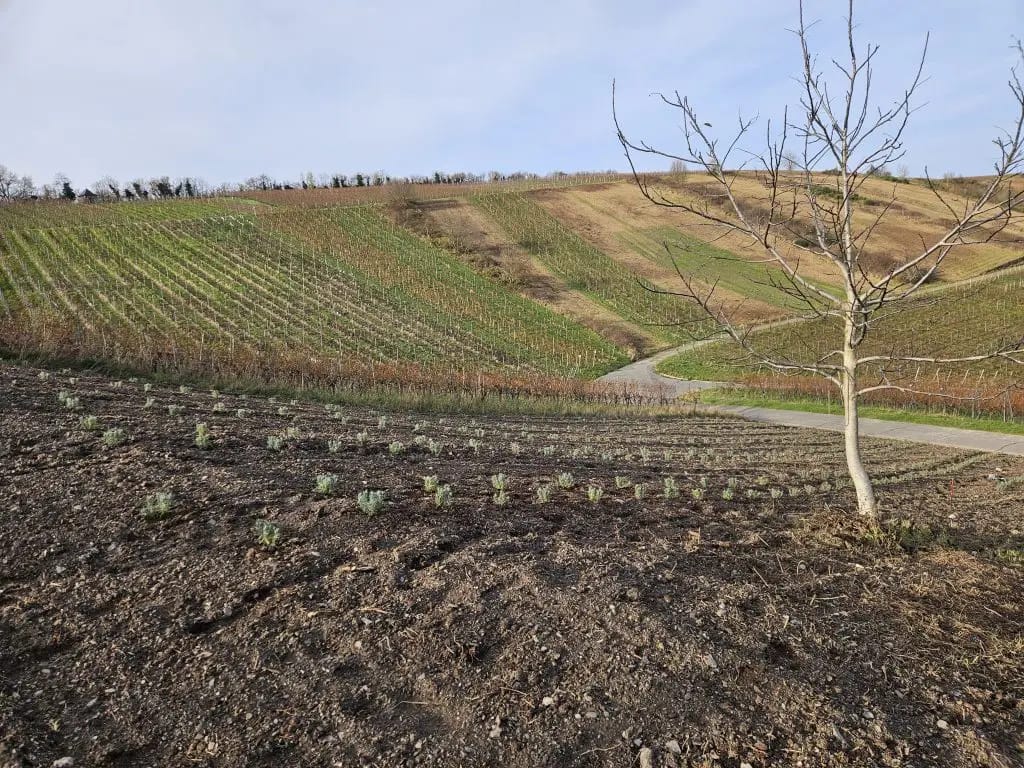 Frisch bepflanztes Lavendelfeld in Hanglage an der Mosel mit kleinen Lavendelsetzlingen in Reih und Glied, umgeben von ehemaligen Weinbergen und einem kahlen Baum im Vordergrund.