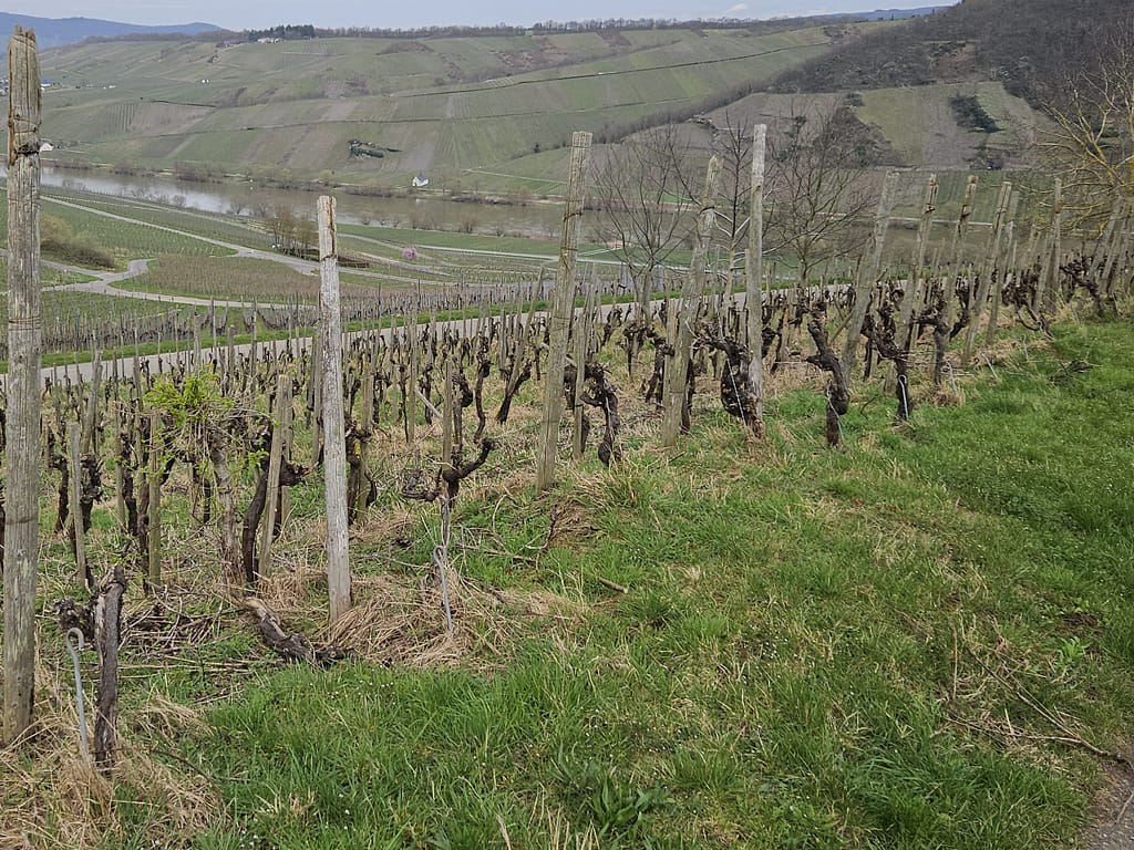 Blick über eine alte Weinbergsbrache oberhalb der Mosel mit kahlen Rebstöcken und weiten Ausblicken ins Tal – Fläche vor der Umgestaltung durch das LAVELAL-Naturschutzprojekt.