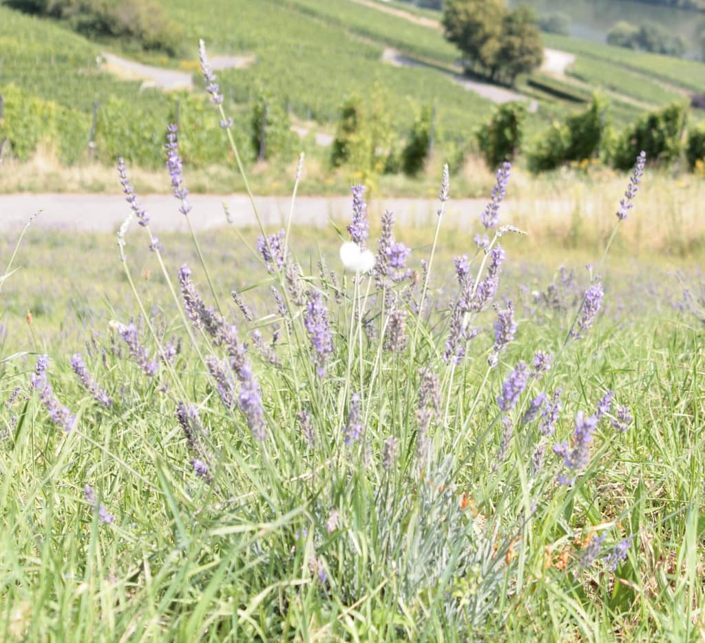 Nahaufnahme eines blühenden Lavendelbuschs mit violetten Blütenständen in einer grünen Wiese – natürliche Blühfläche für Insekten.