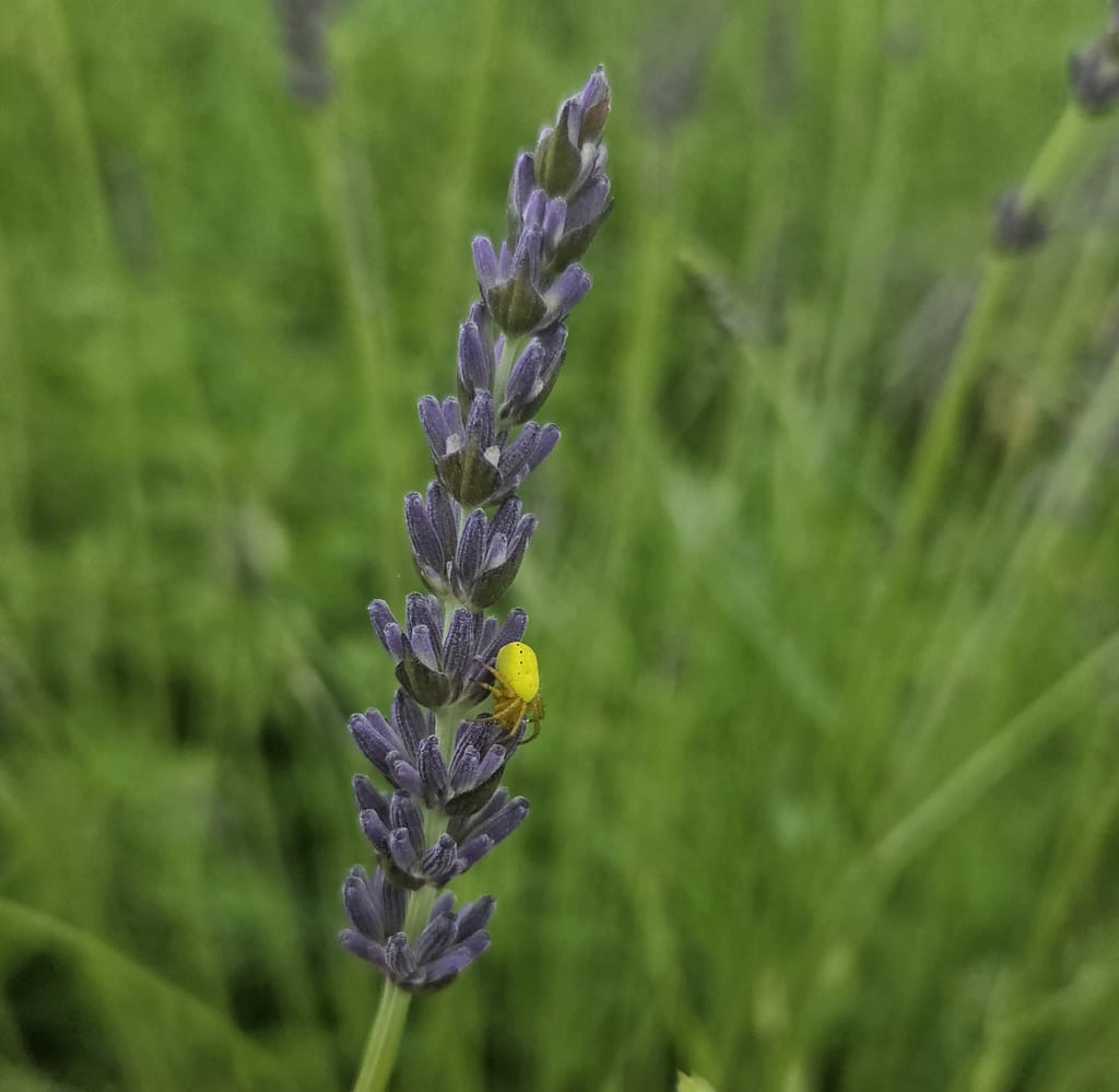 Lavendelblüte mit gelber Kürbisspinne vor grünem Hintergrund