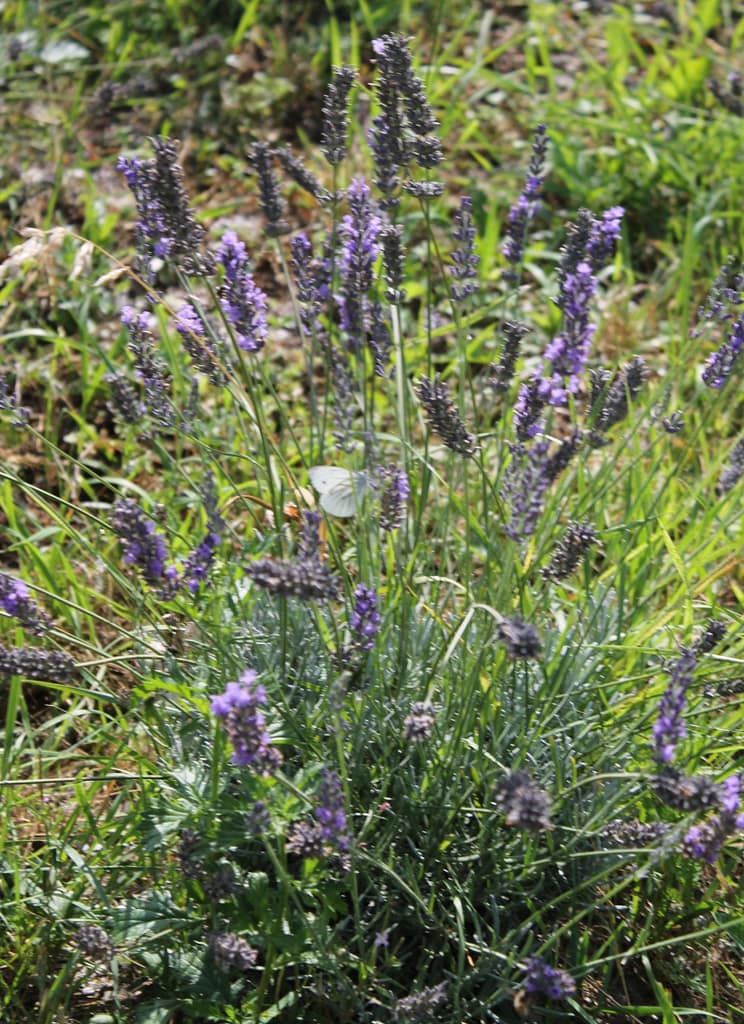 Nahaufnahme eines blühenden Lavendelbuschs mit violetten Blütenständen in einer grünen Wiese – natürliche Blühfläche für Insekten.