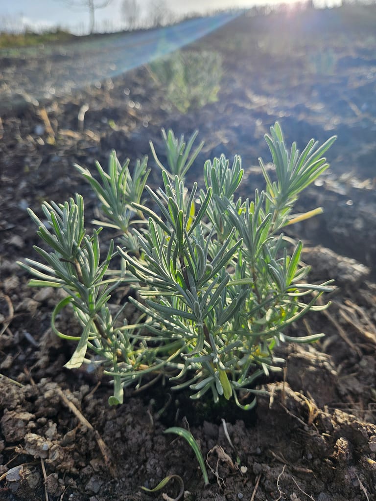 Nahaufnahme einer jungen Lavendelpflanze auf frisch bepflanzter Fläche in Hanglage im frühen Frühjahr – Teil des LAVELAL-Naturschutzprojekts an der Mosel.