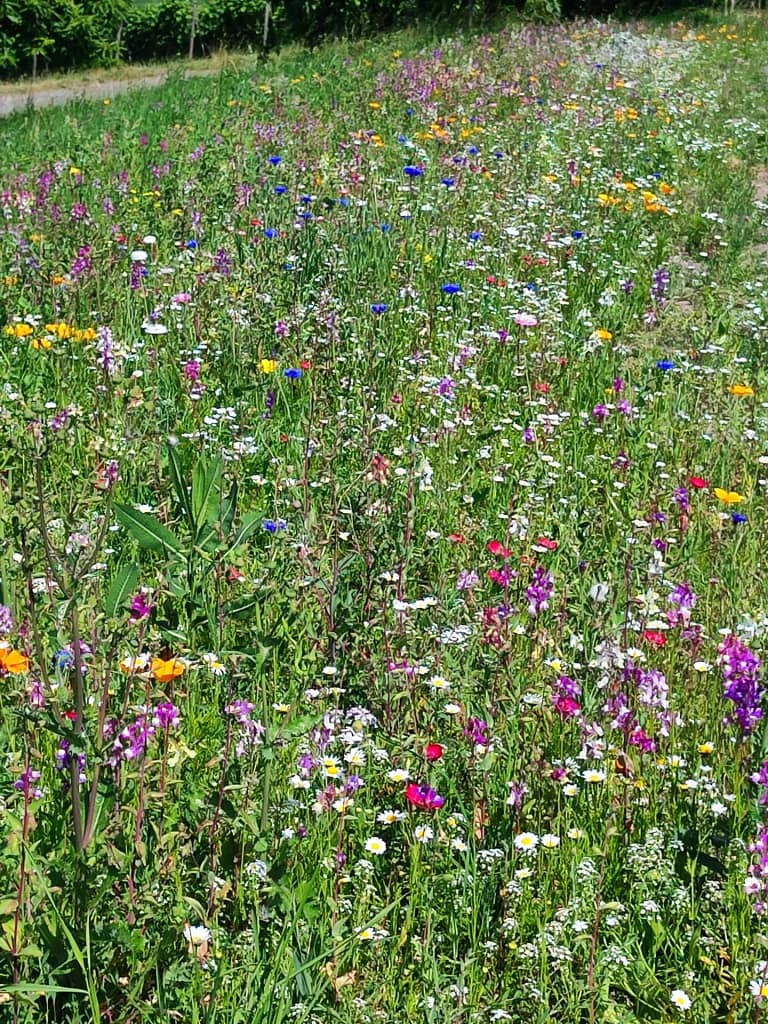 Nahaufnahme einer blühenden Wildblumenfläche mit bunten Blumenarten wie Kornblume, Margerite und Ringelblume – Lebensraum für Insekten, geschaffen durch das LAVELAL-Projekt an der Mosel.