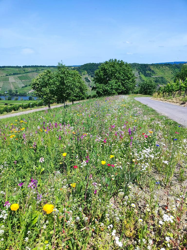 Blühende Wildblumenwiese an der Mosel mit bunten Blüten, grünem Hügelland im Hintergrund und Blick auf Weinberge – ein Beispiel für die erfolgreiche Renaturierung durch das LAVELAL-Projekt.